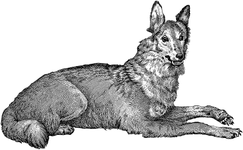 wolf-animal-line-art-predator-7384753