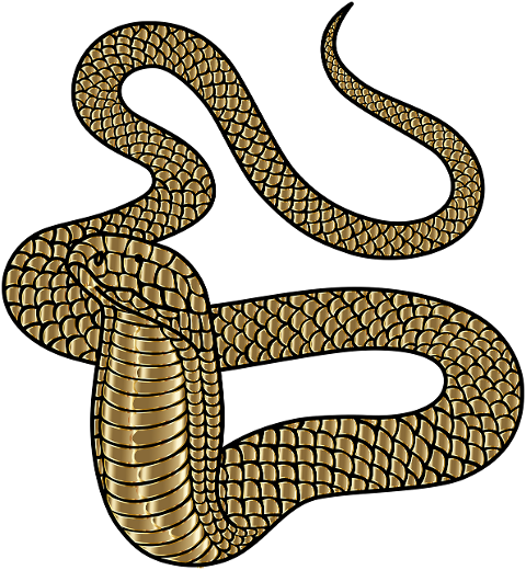 king-cobra-snake-animal-reptile-6884220