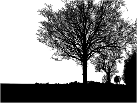 trees-forest-silhouette-landscape-8095339