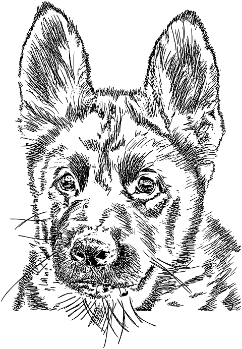 dog-animal-portrait-canine-head-8077934