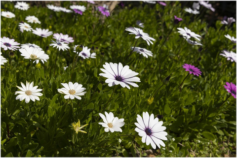 flower-spring-plant-nature-season-6054269