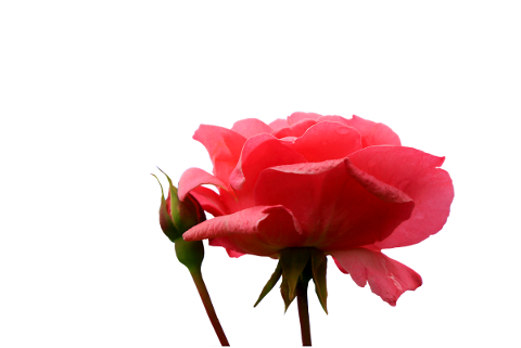 flower-pink-nature-spring-plants-4795650