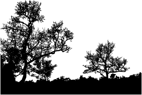 forest-trees-silhouette-branches-5319121