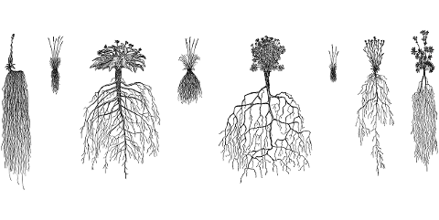 plants-roots-line-art-botany-6088466