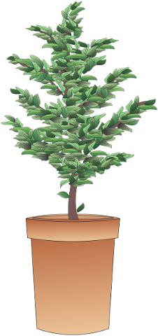 shrub-bush-plant-tree-herb-pot-4858849