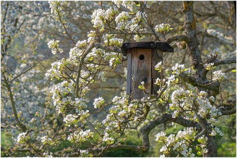 bird-feeder-aviary-nesting-box-tree-6049709