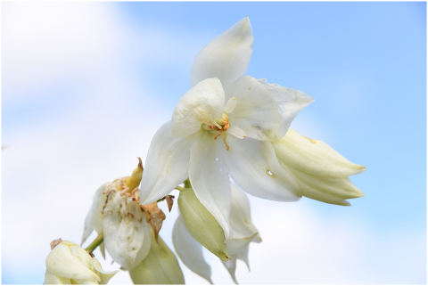 flower-plant-blossom-white-yucca-4333460