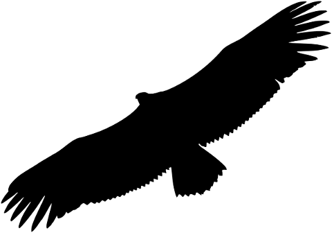 griffon-vulture-vulture-silhouette-5538069