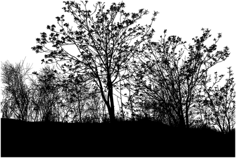 forest-trees-silhouette-branches-5126600