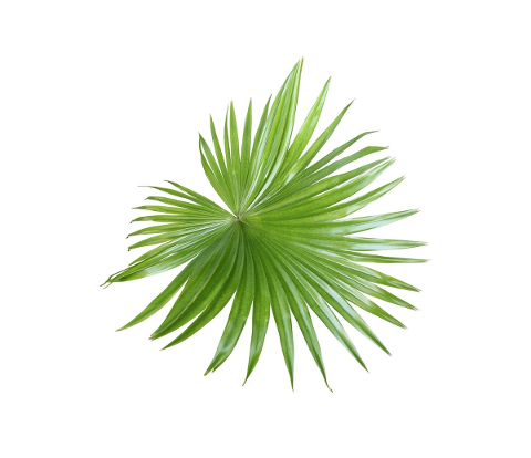 palm-leaf-foliage-tropical-green-4804292