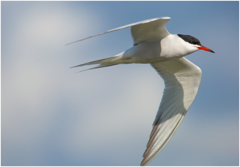 common-tern-tern-sea-swallow-5177158