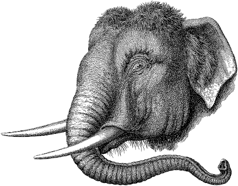 elephant-animal-pachyderm-line-art-7242715