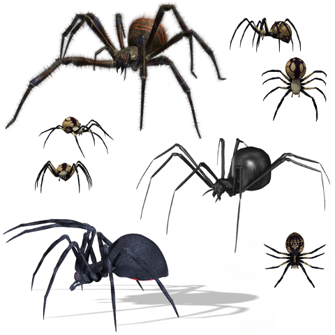 spiders-arthropods-fantasy-horror-6313038
