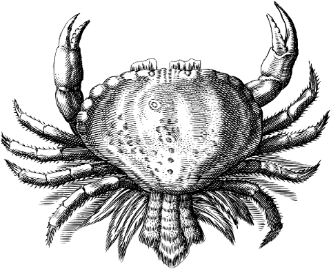 crab-animal-line-art-crustacean-5147227
