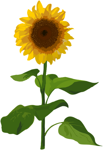 sunflower-flower-summer-plant-4799169