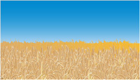 wheat-grain-crops-field-7053755