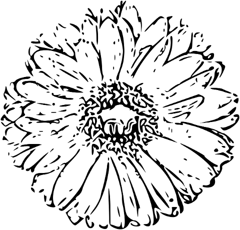 flower-sunflower-line-art-6857412