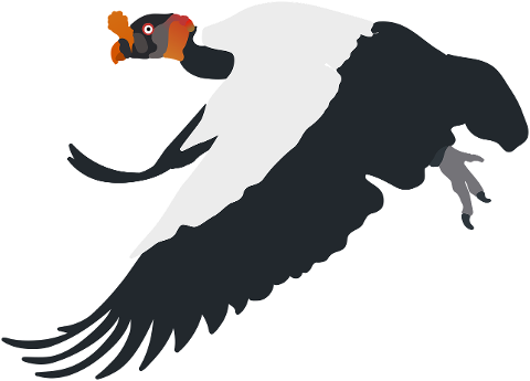 king-vulture-bird-animal-vulture-7175767