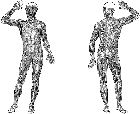 man-body-human-muscles-line-art-7337103