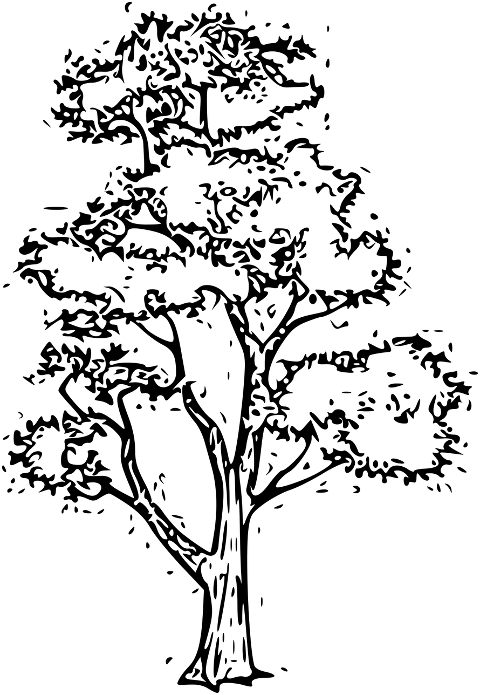 tree-big-tree-drawing-line-art-6857413