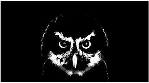bird-nocturnal-owl-black-nature-7713578
