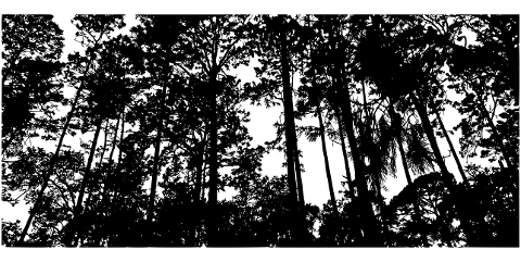 nature-trees-forest-line-art-6991744