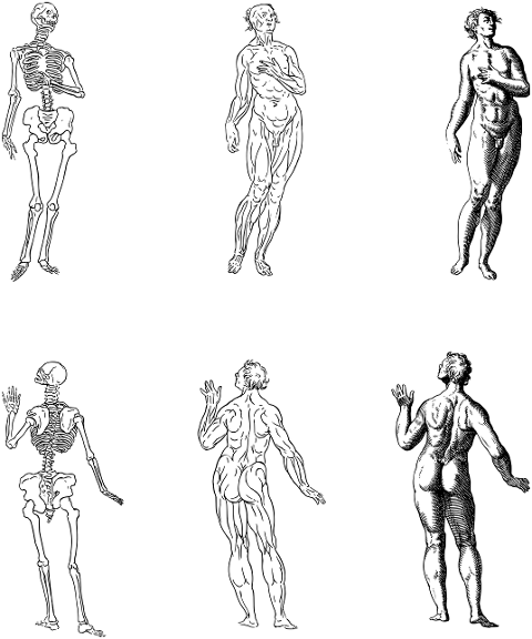 body-people-anatomy-skeleton-7272790