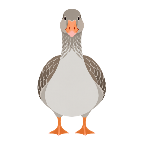 greylag-goose-bird-waterfowl-10357123