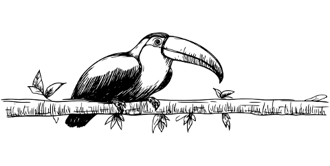 toucan-bird-exotic-tropical-jungle-10028196