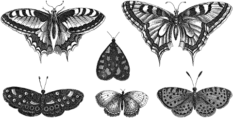 butterfly-insects-line-art-wings-7337097