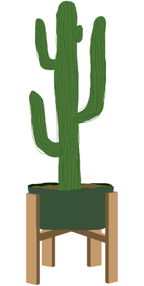 boho-art-cactus-plant-houseplant-7445483