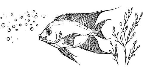 fish-ocean-sea-water-bubbles-10028193