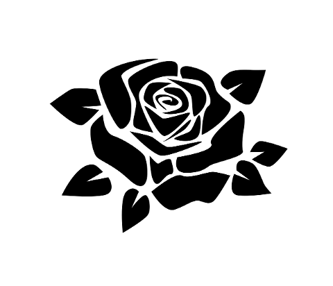 black-rose-rose-flower-spring-7424261