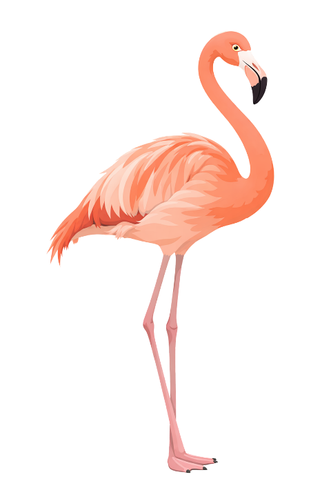 flamingo-pink-flamingo-flamingo-bird-10101054