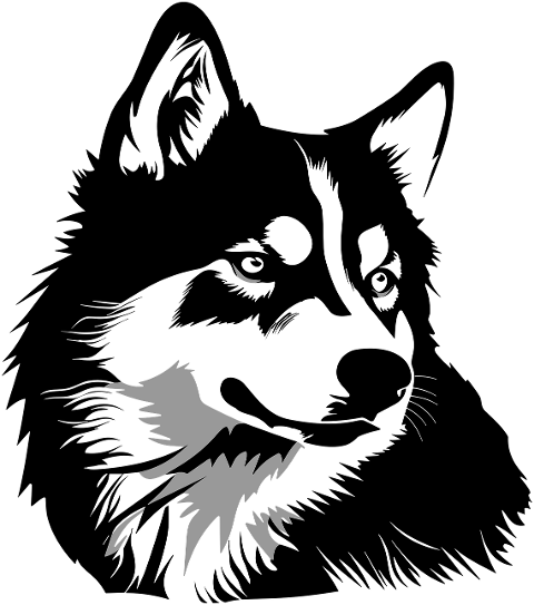 husky-dog-alaskan-pet-portrait-8292340