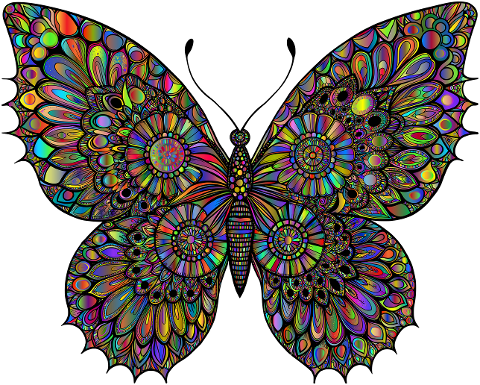 butterfly-insect-animal-flourish-9588145