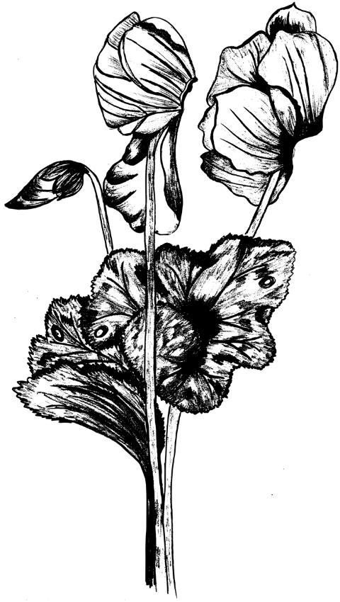 bloom-cyclamen-botany-cut-out-6896867