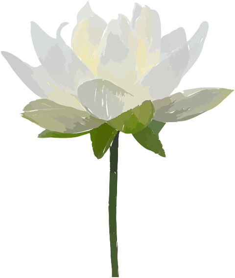 flower-lotus-white-nature-drawing-7105322