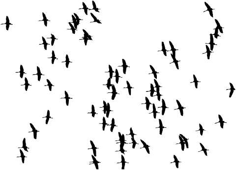 birds-flock-silhouette-animals-8135251