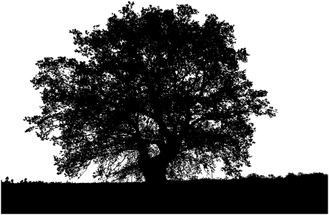 tree-silhouette-nature-landscape-7226445
