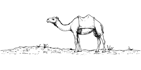 camel-desert-animal-dromedary-10028189