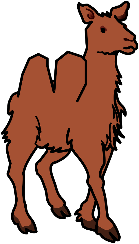 camel-desert-nature-9928544