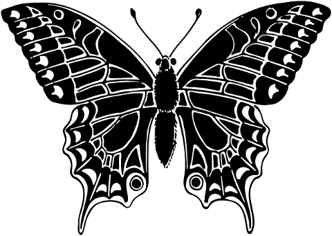 butterfly-animal-insect-art-nouveau-7234466