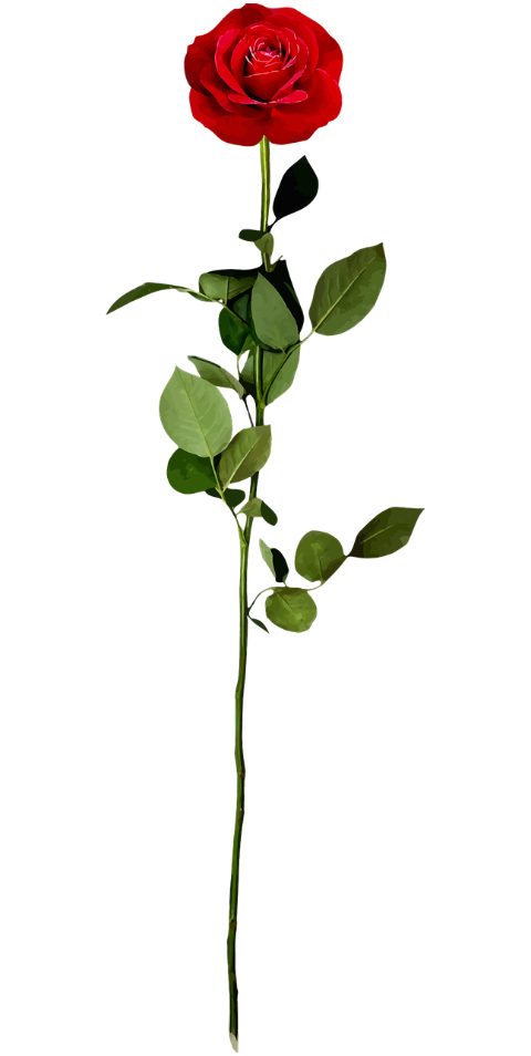 rose-flower-petals-leaves-bloom-2028604