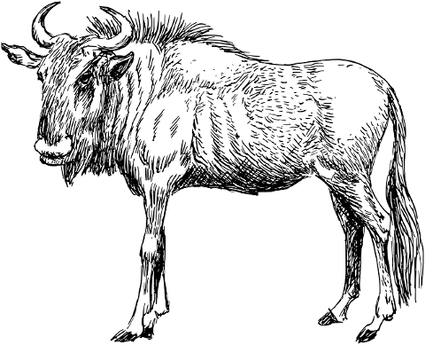 gnu-wildebeest-antelope-animal-8043706