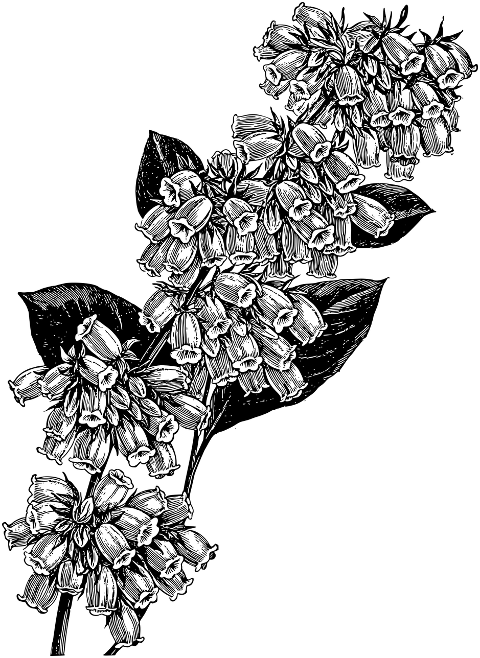 flowers-sketch-line-art-decoration-7290264