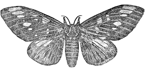 butterfly-moth-insect-wings-animal-7297675
