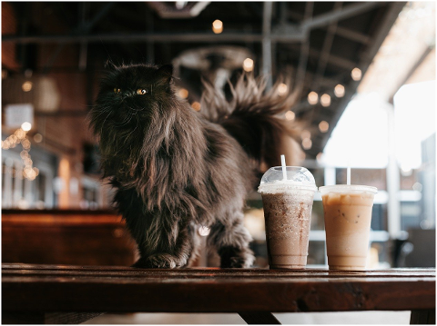 cat-iced-coffee-cafe-persian-cat-6154885