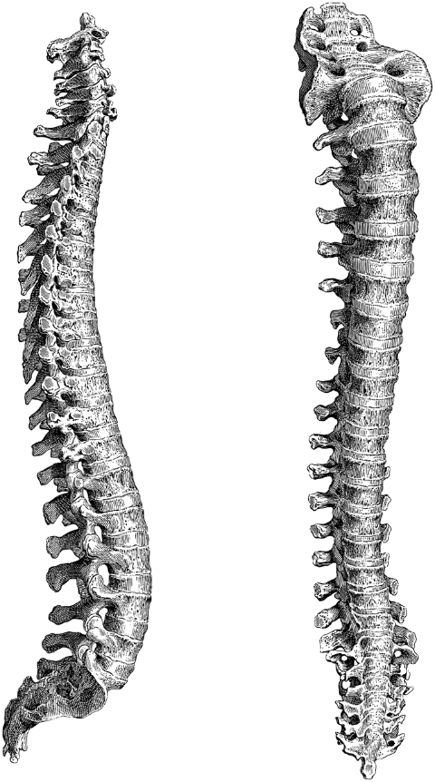 spine-vertebrae-bones-skeleton-7156359