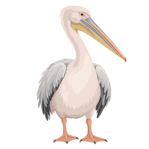 pelican-white-pelican-bird-10479746